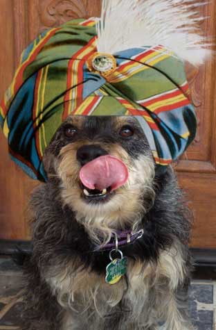Magic dog Harriette Houdini wearing swami hat